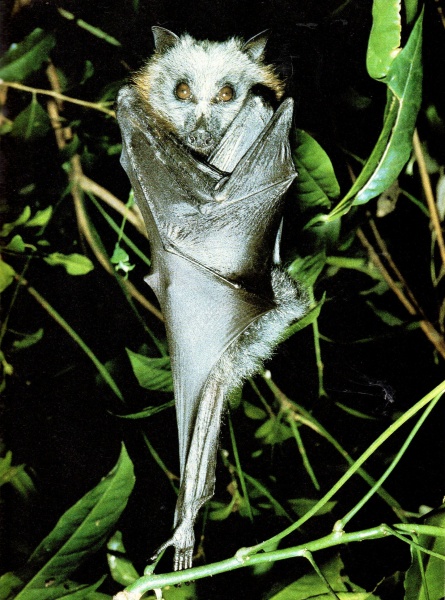33